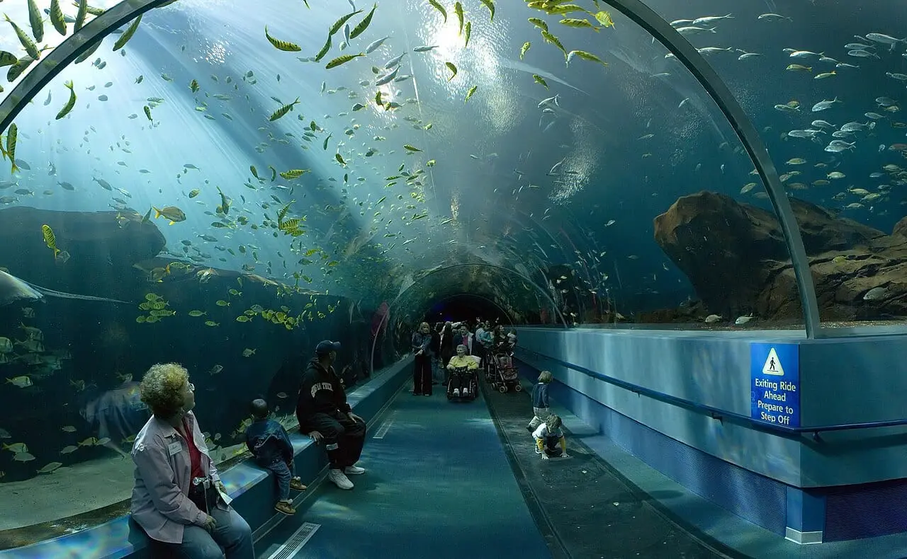 Fish swimming over an aquarium tunnel