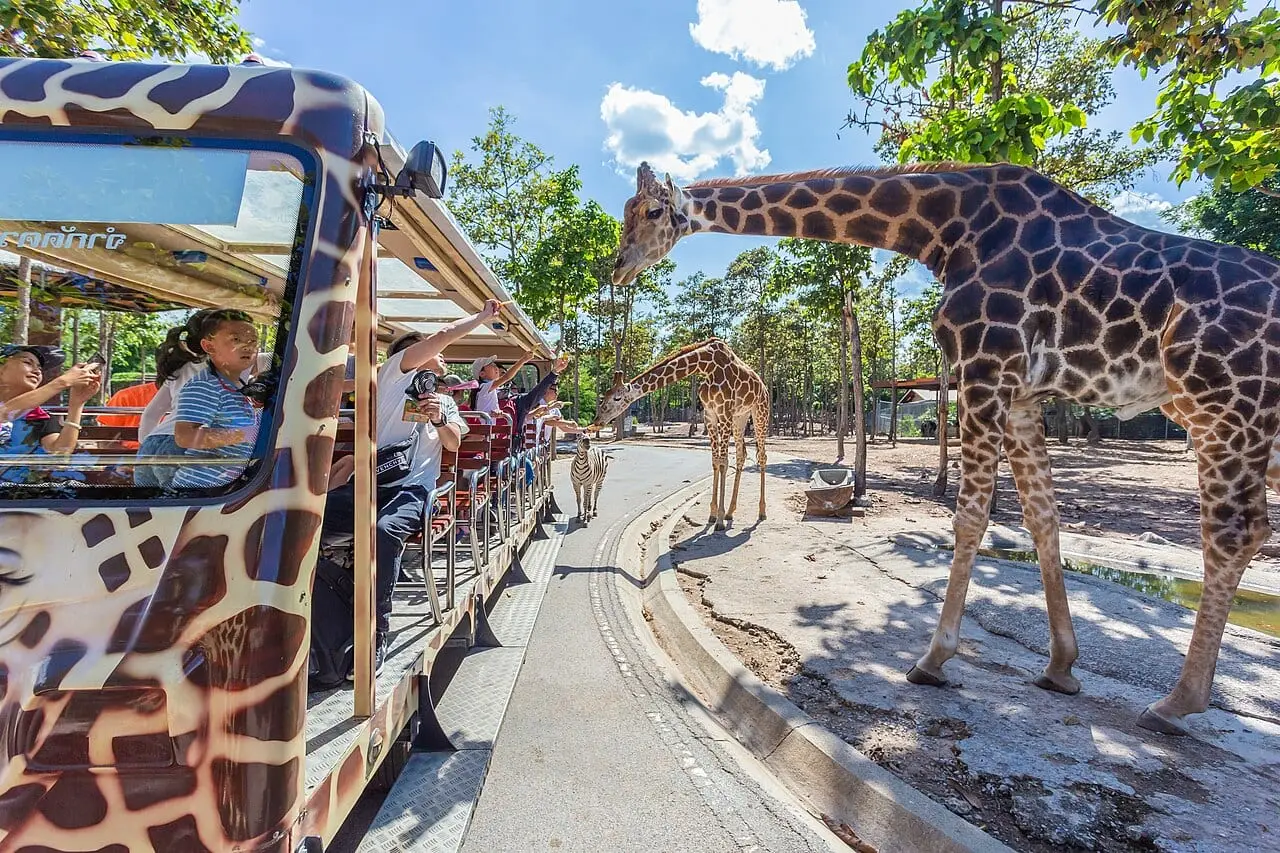 Giraffes beside the tram at Chiang Mai Night Safari