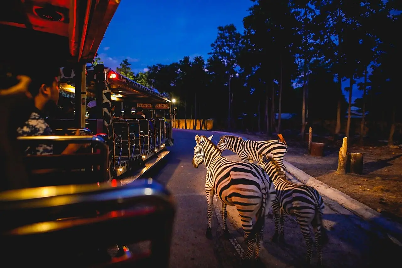 A zebra by the safari tram at night