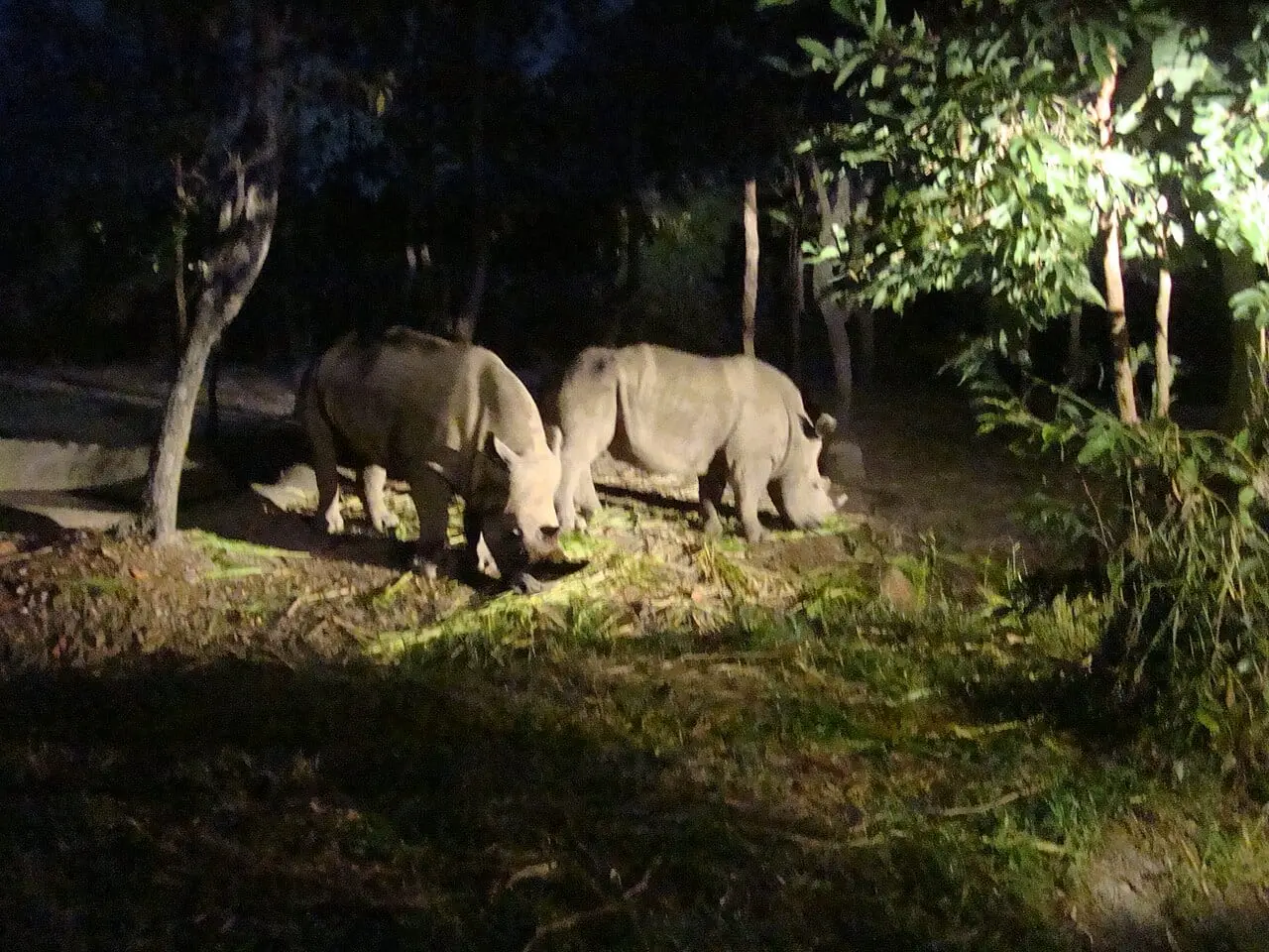 Rhinos on the night safari route