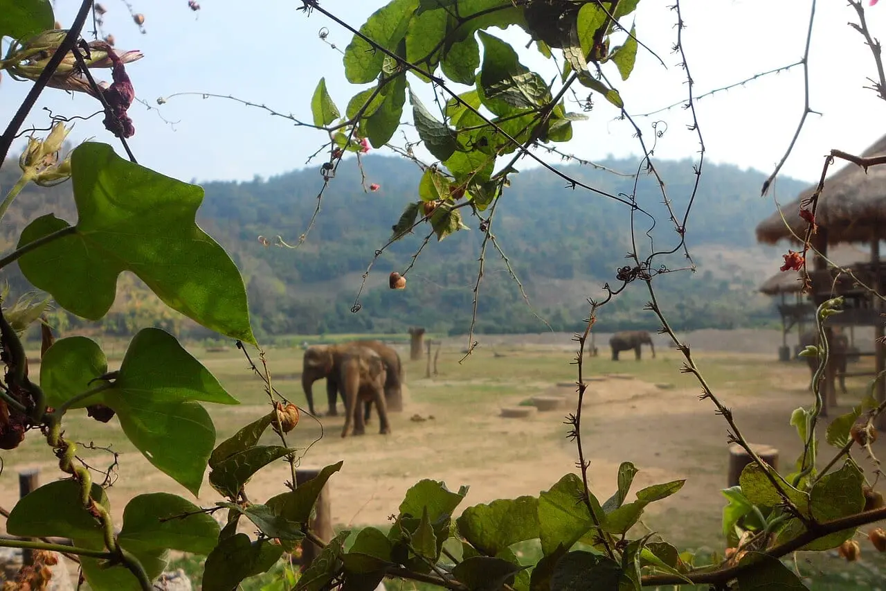 Elephants roaming the hills near Chiang Mai
