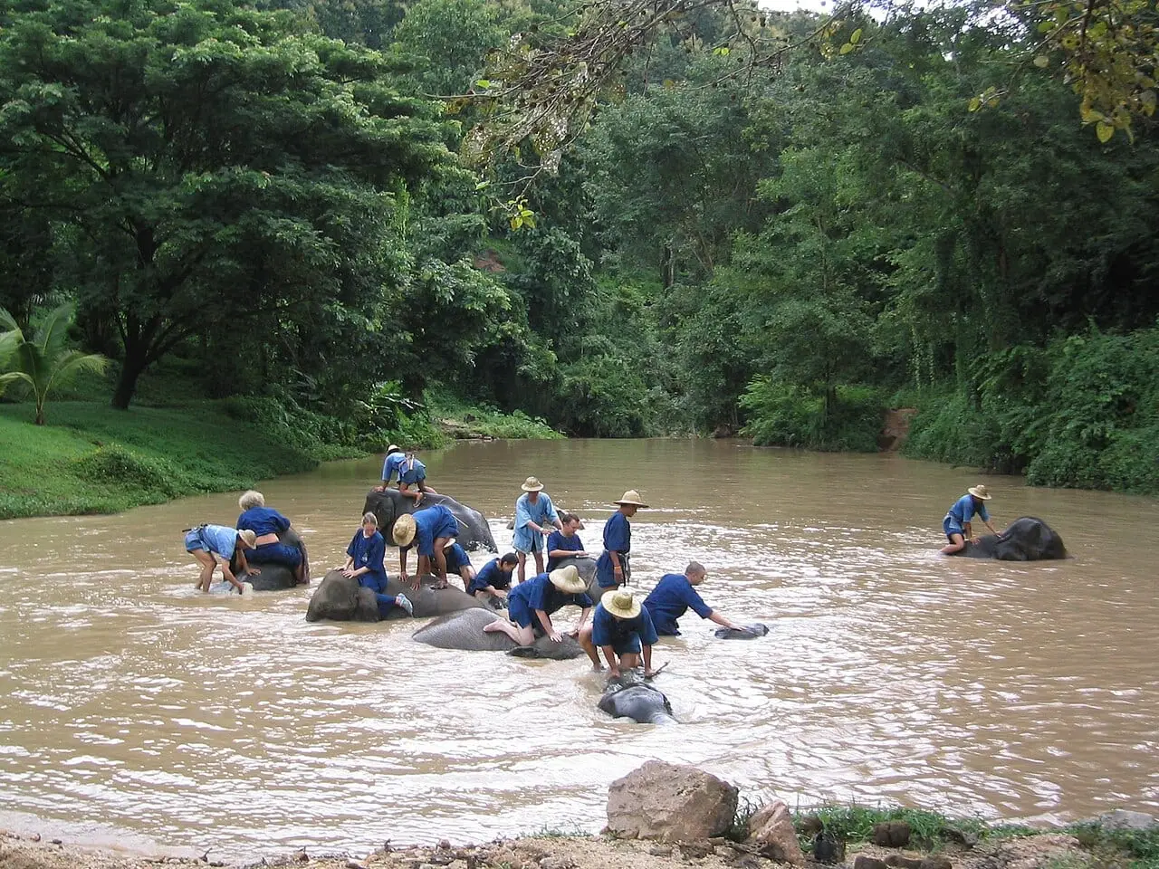 Bathing elephants in the river