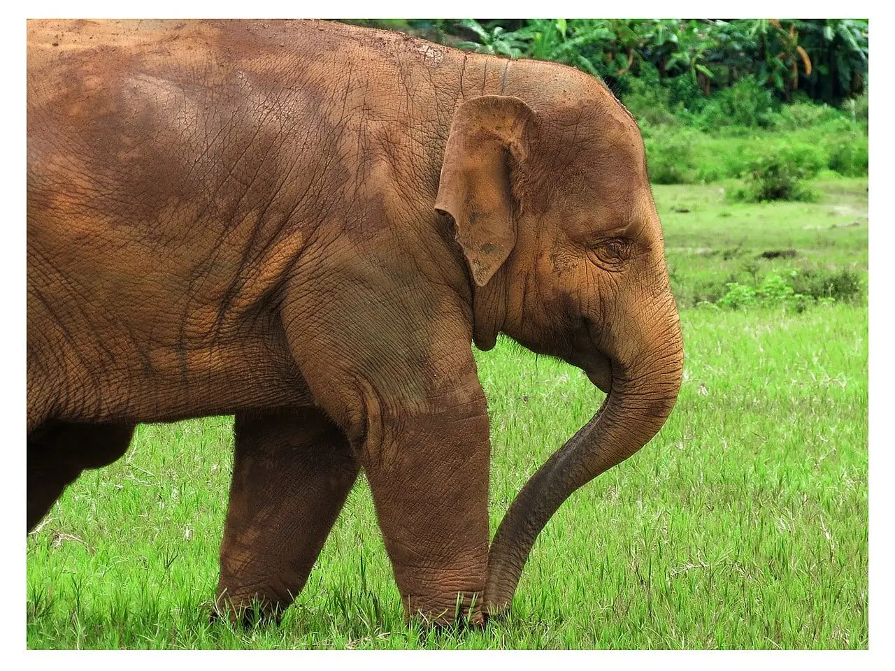 An elephant walking through the grass