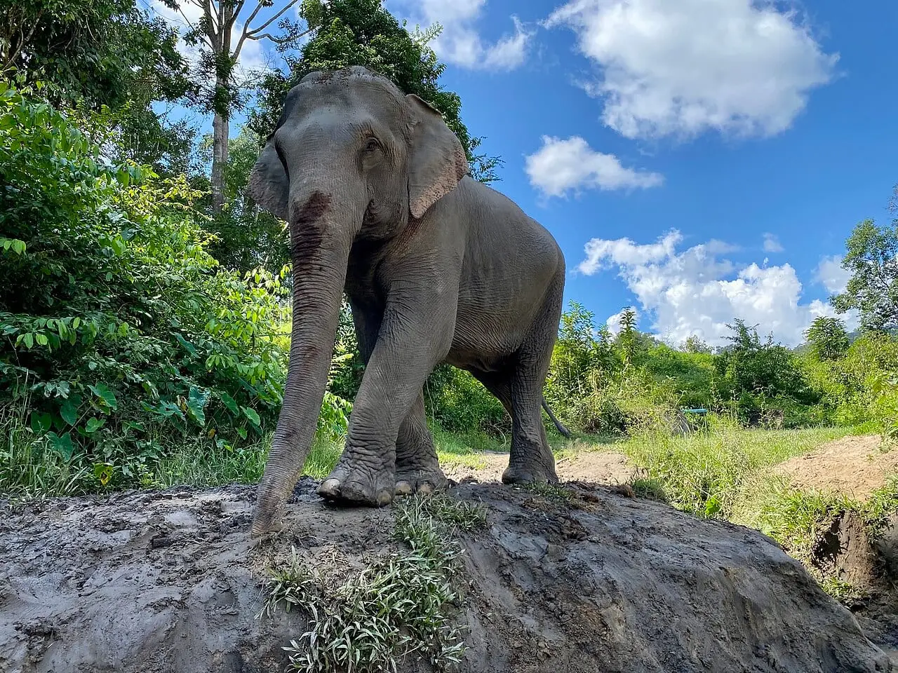 An elephant at a sanctuary in Thailand