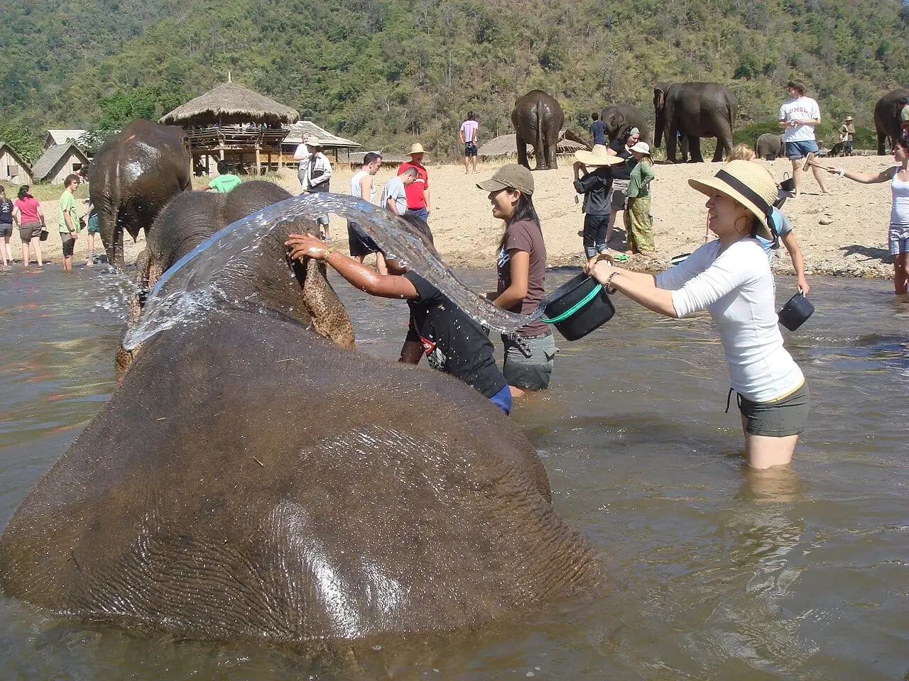 Visitors washing an elephant in a mud pool