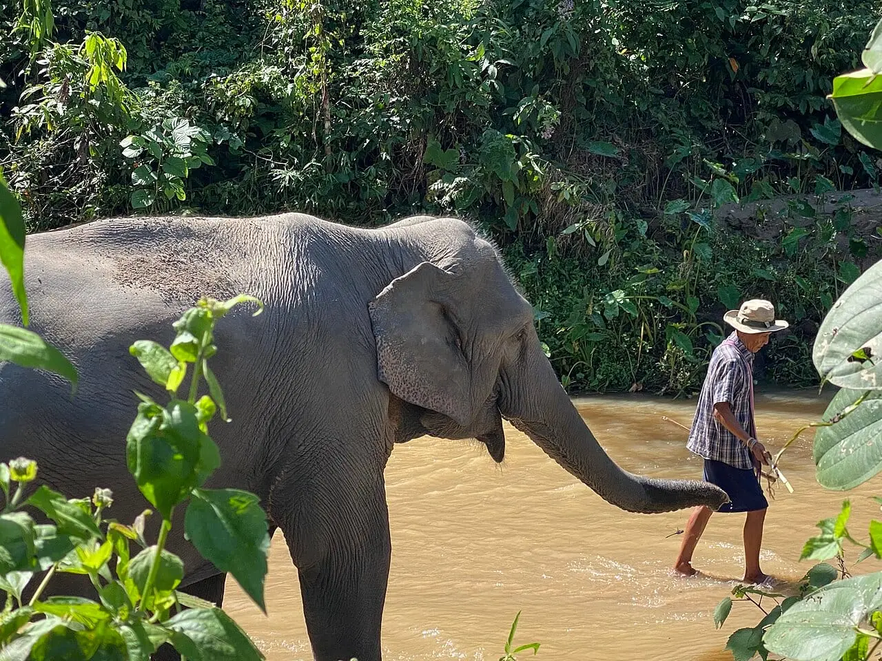 A keeper walking with an elephant