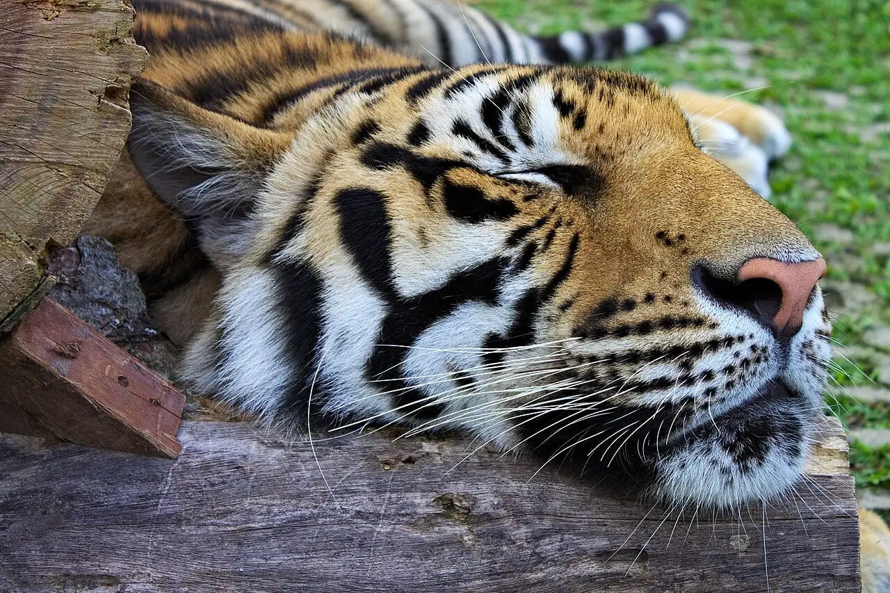 A tiger resting at a tiger park in Thailand