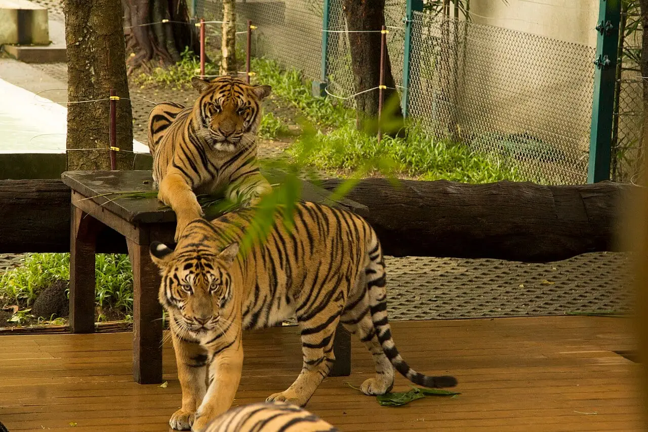 Tigers in their enclosure