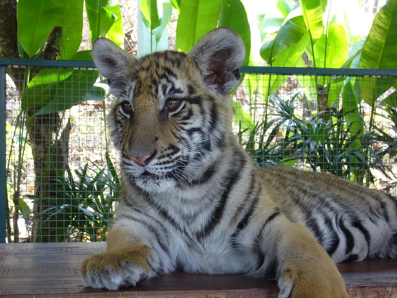 A young tiger