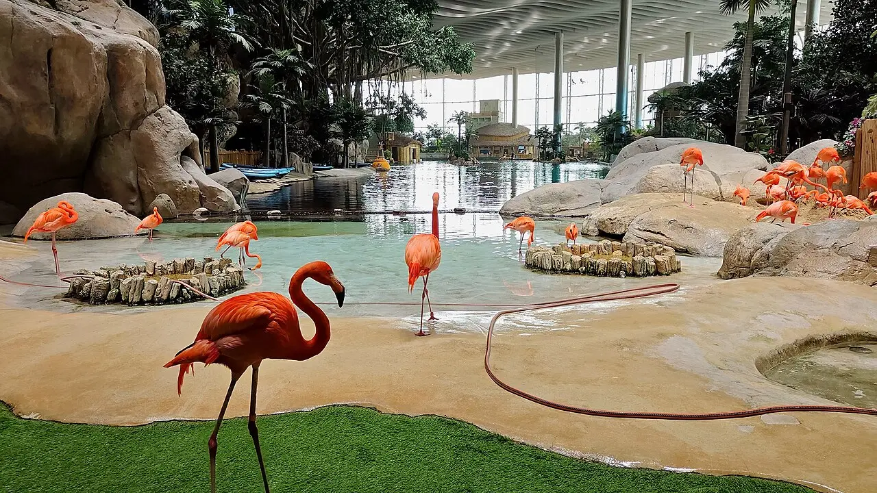 Flamingos and a lagoon inside SeaWorld Yas Island, Abu Dhabi