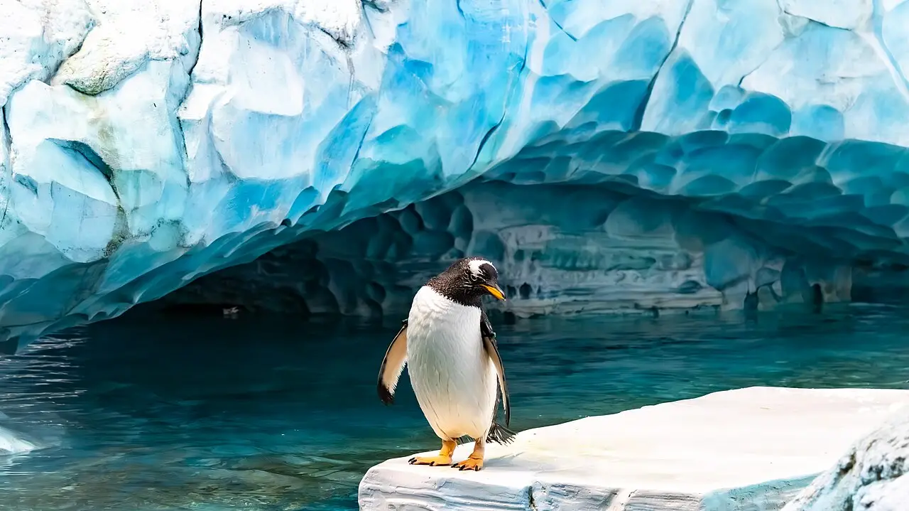 A penguin on the ice in SeaWorld Abu Dhabi's Antarctic area
