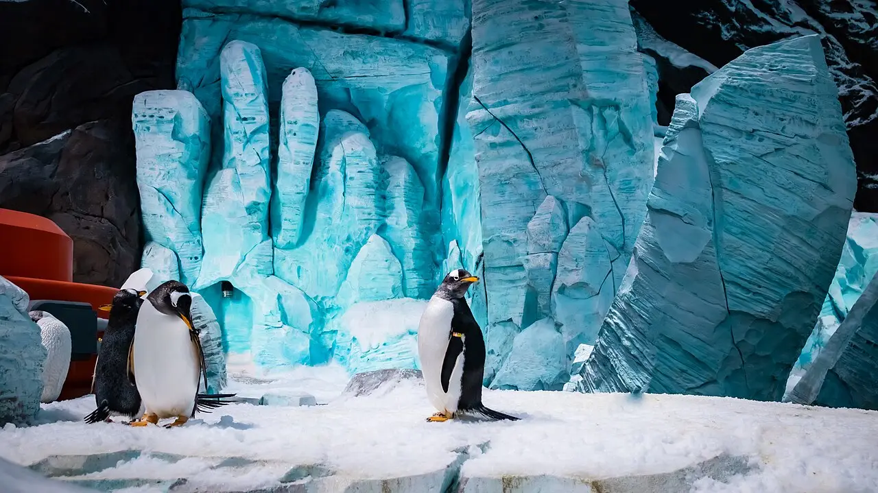 Penguins in the icy polar habitat at SeaWorld Abu Dhabi
