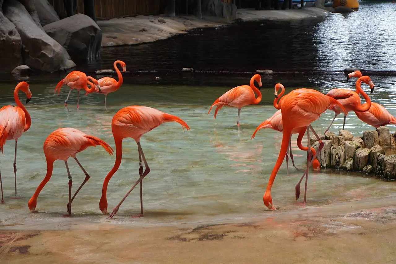 Pink flamingos at SeaWorld Abu Dhabi