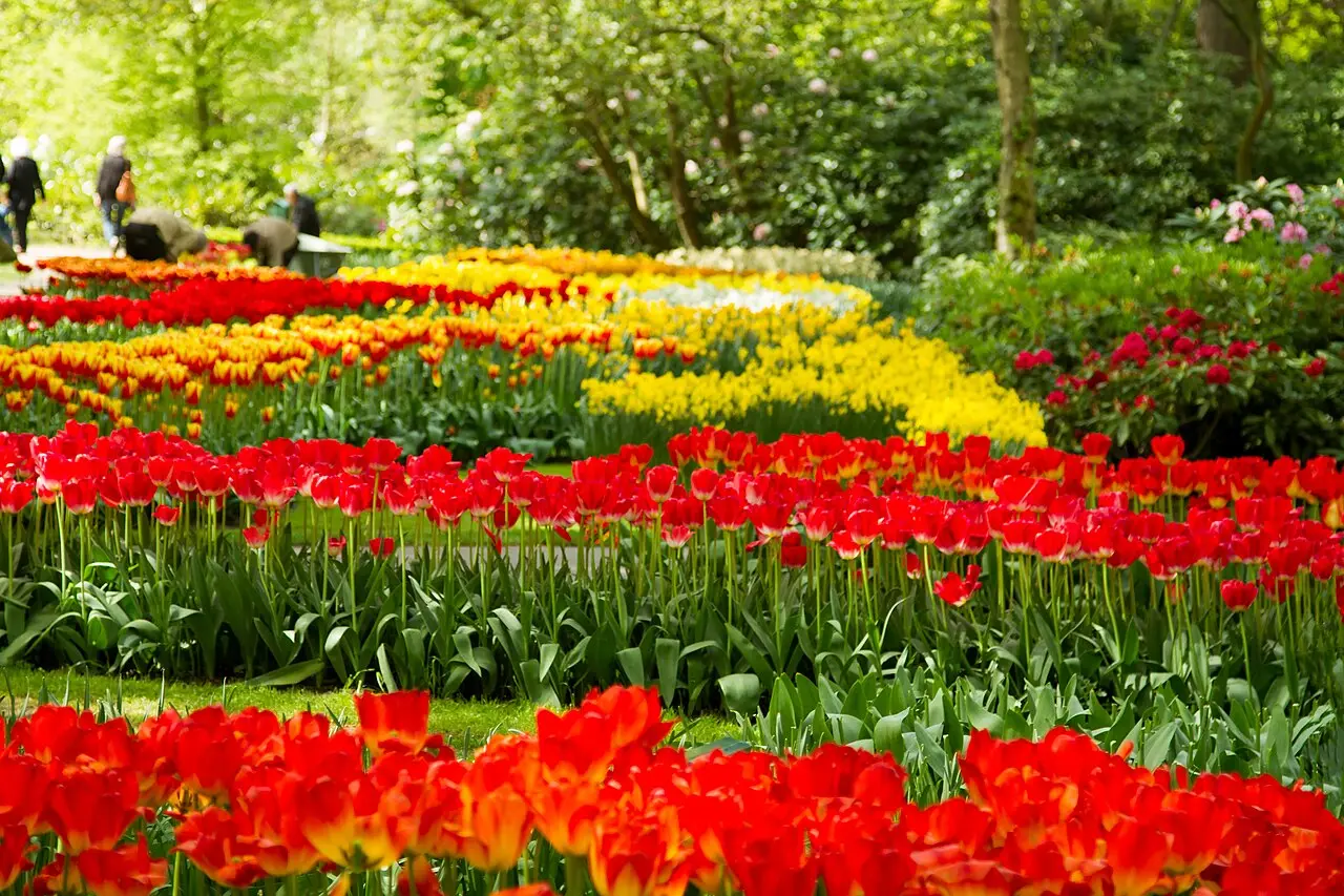 Rows of tulips at Keukenhof