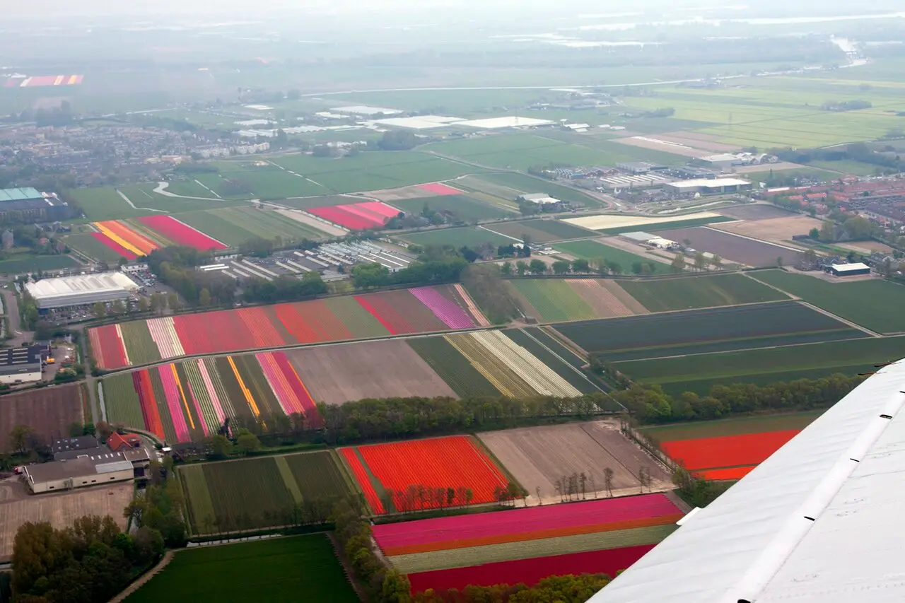 Bulb fields around Lisse from the air