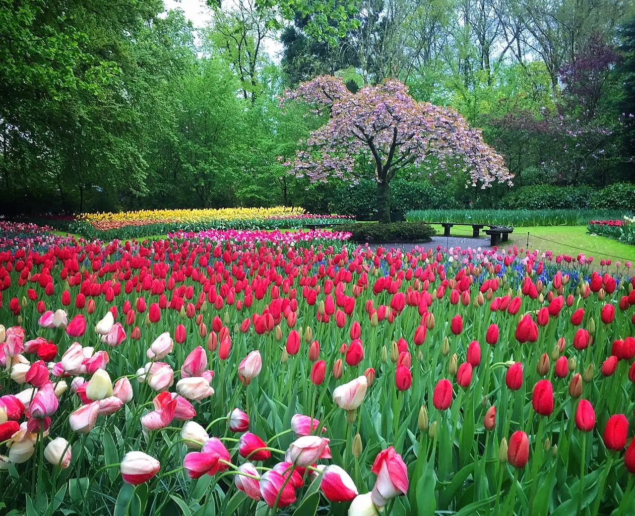 Flowers in bloom at Keukenhof