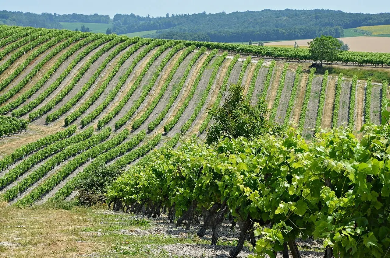 Champagne vineyards in summer