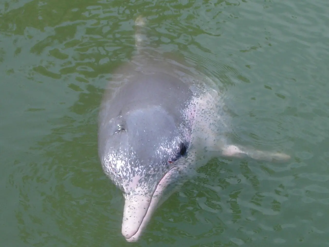 A Chinese white dolphin surfacing in green water