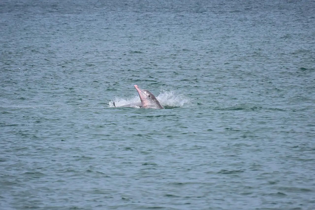 A pink dolphin breaking the surface