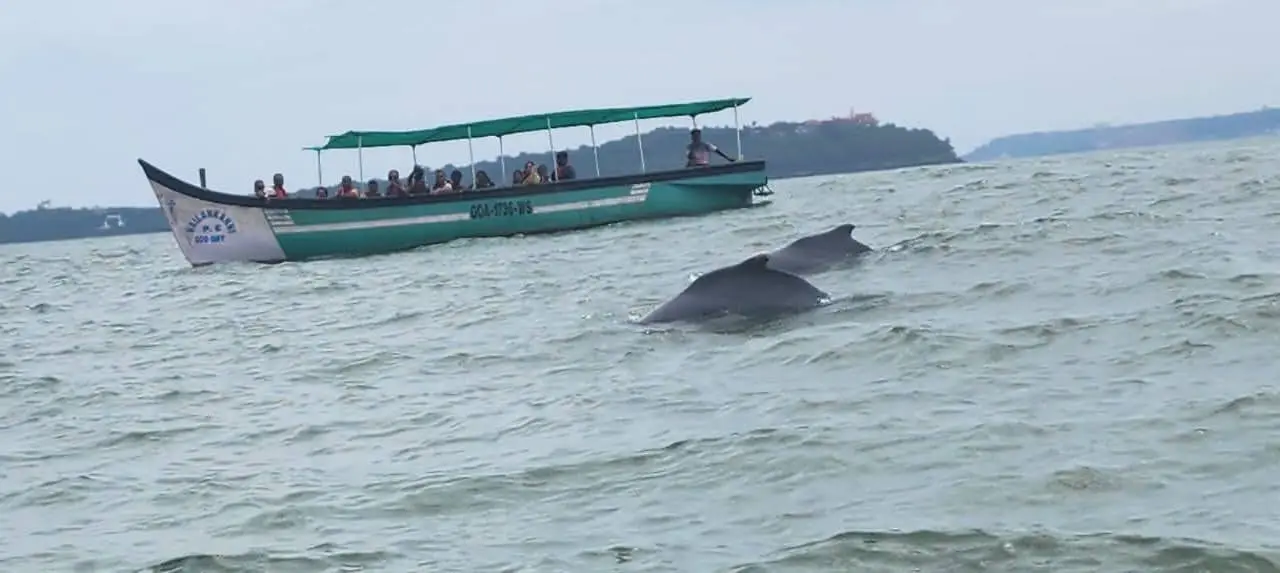 A dolphin surfacing beside a tour boat off Goa