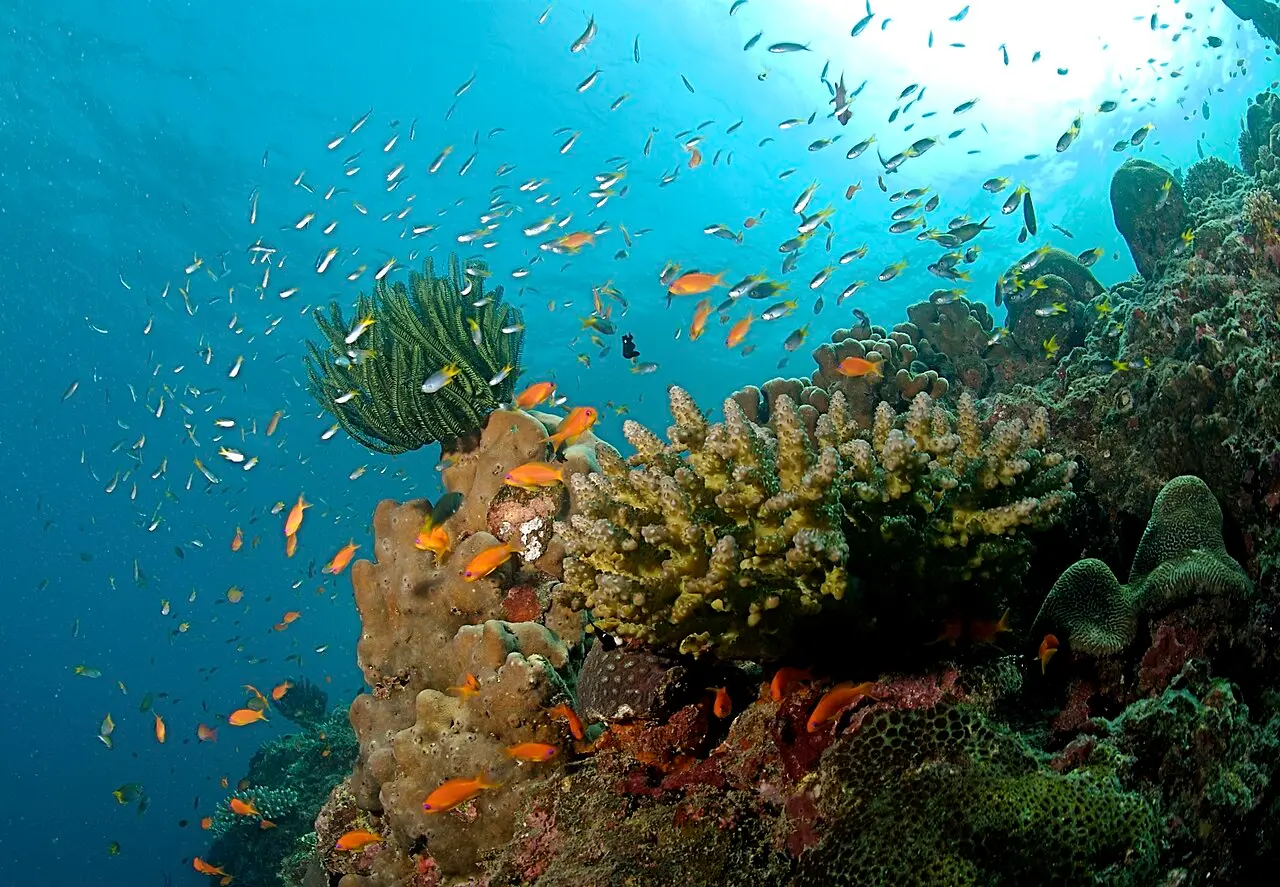 Fish over a coral reef in the Andaman Islands