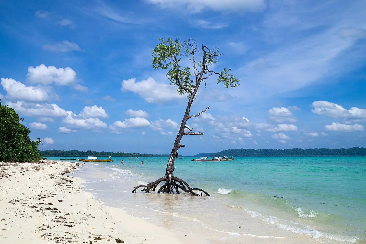 A mangrove tree on a white beach at Havelock