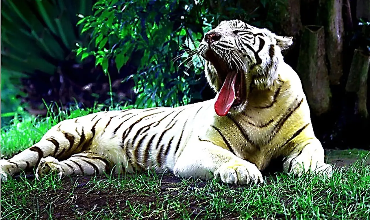 A white tiger at Bali Safari Park