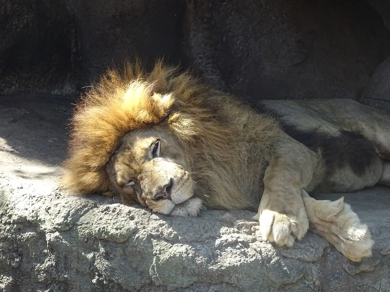 A lion resting at Bali Safari Park