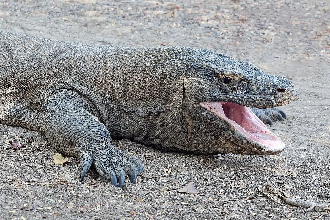 A Komodo dragon with its mouth open