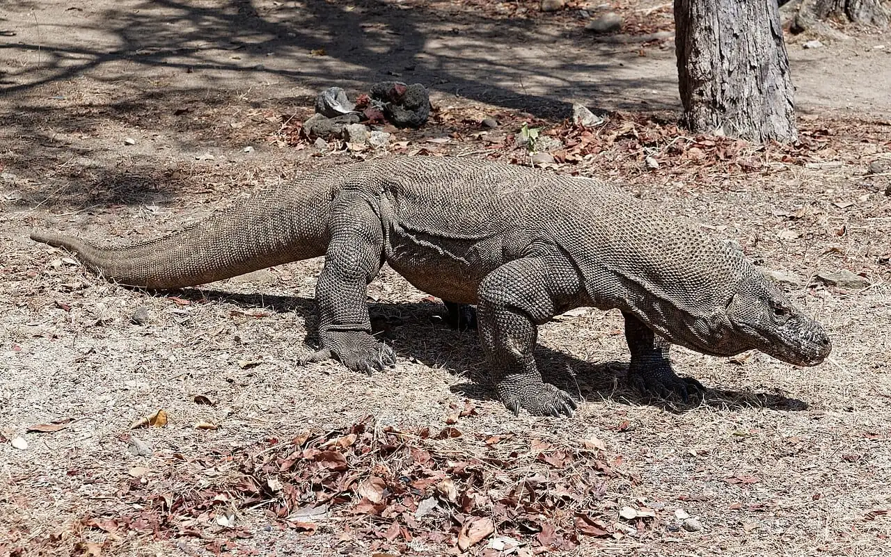 A Komodo dragon walking on Komodo Island
