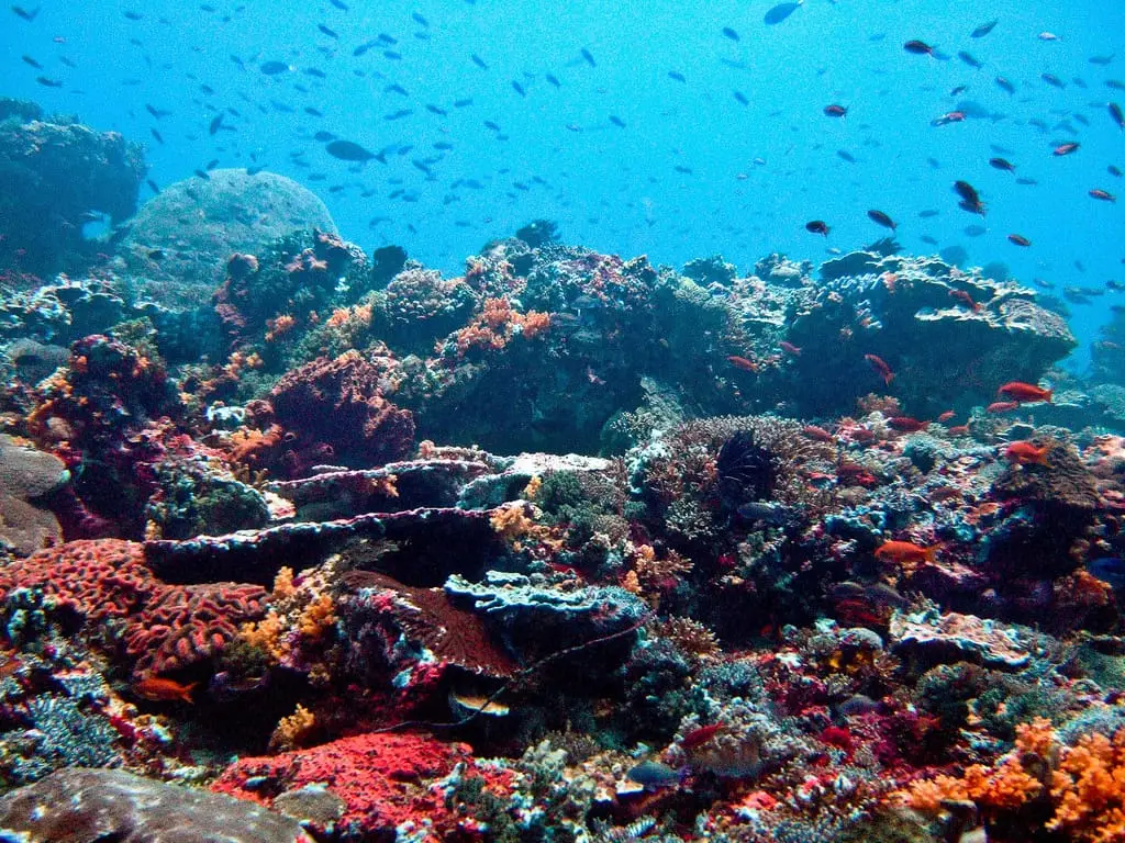 Colourful coral reef near Nusa Lembongan