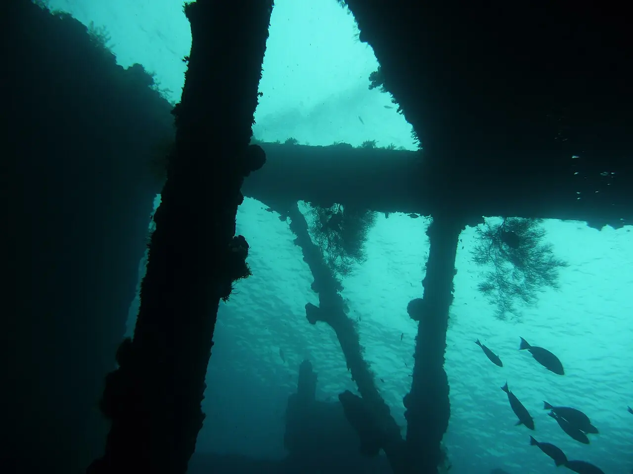 Inside the coral-covered frame of the Liberty wreck