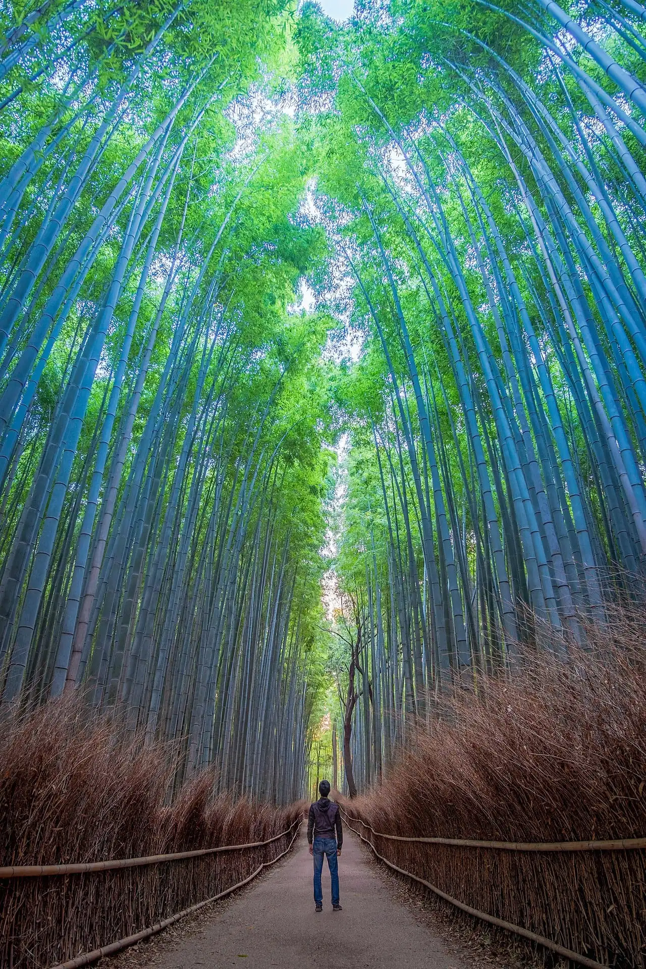 The Arashiyama bamboo grove