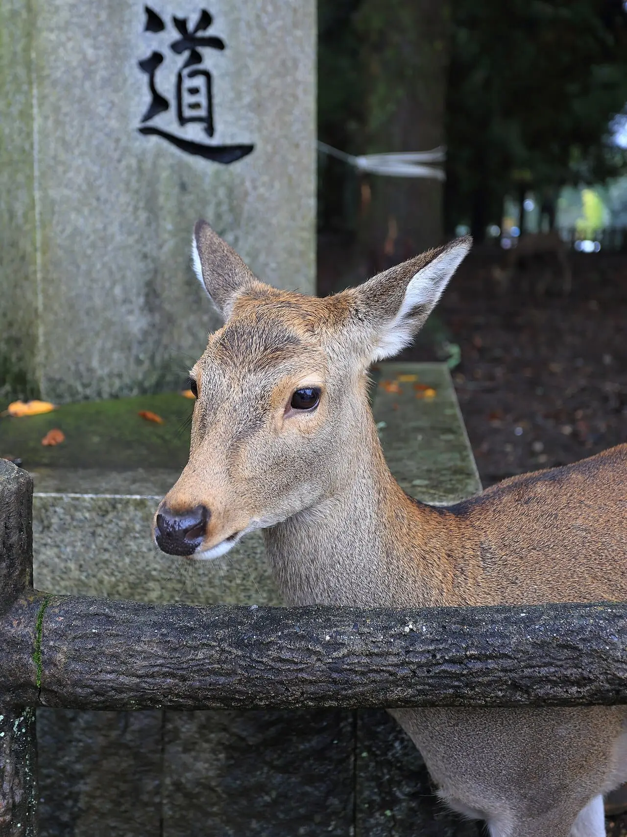 A sika deer in Nara Park