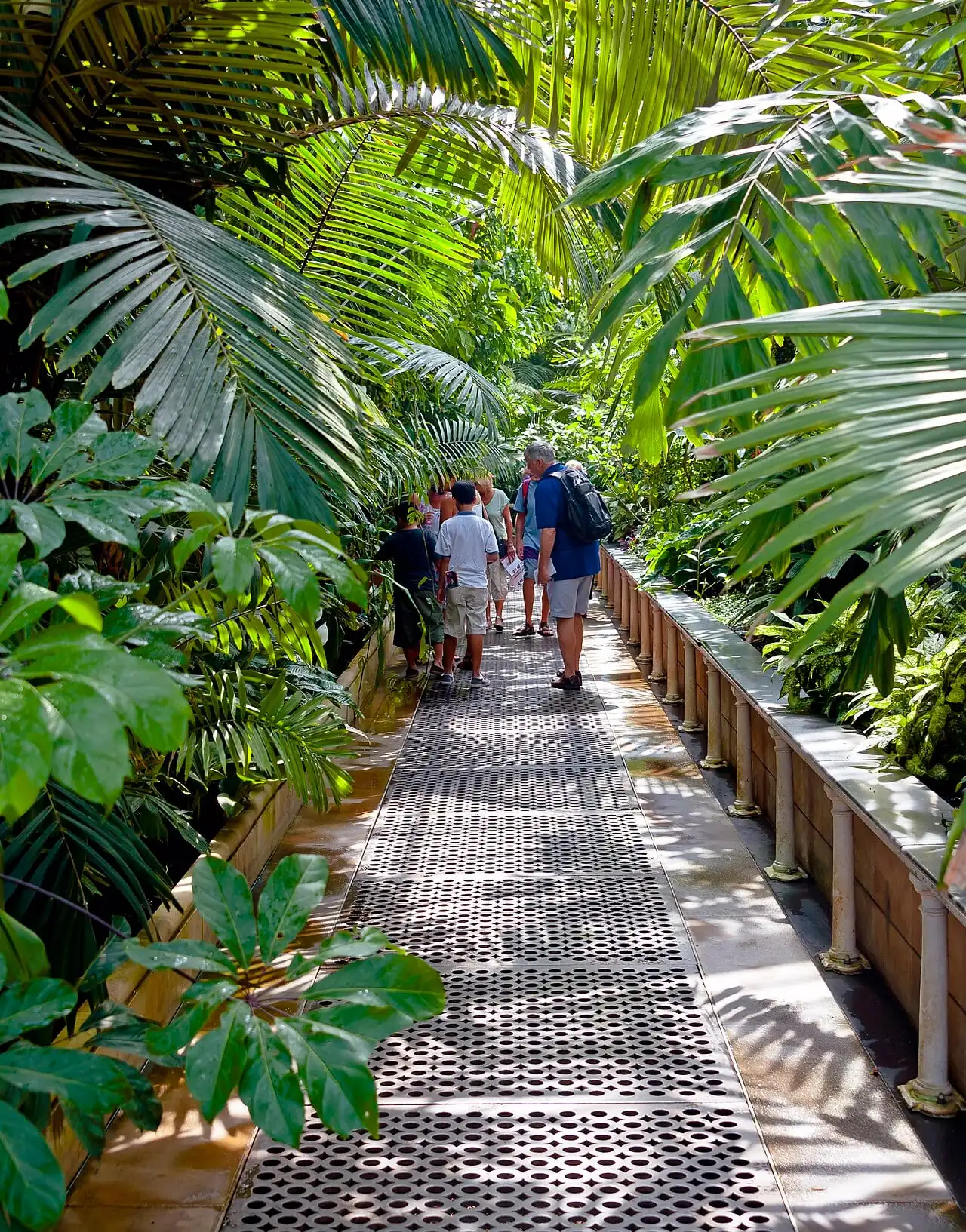 A walkway among tropical plants inside a Kew glasshouse