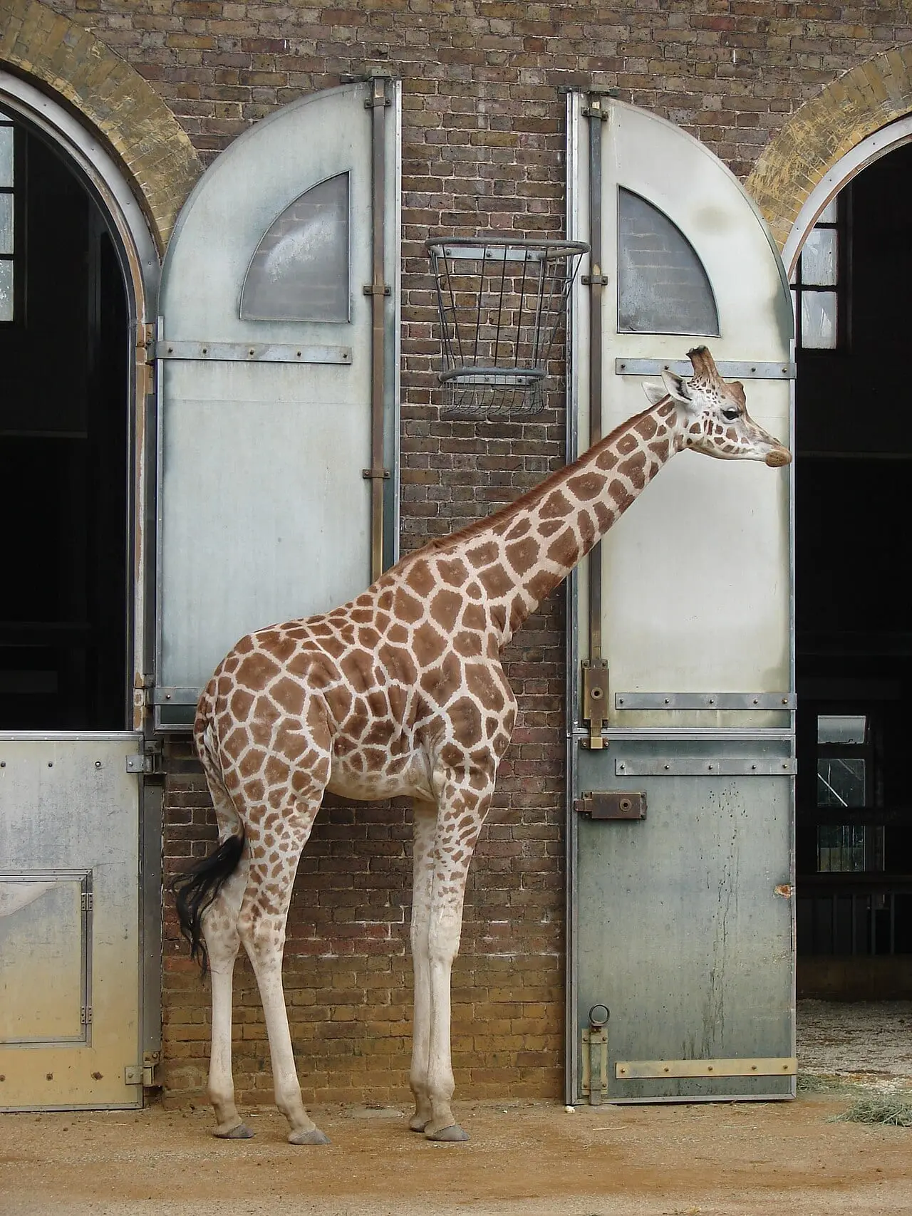 Giraffes at London Zoo