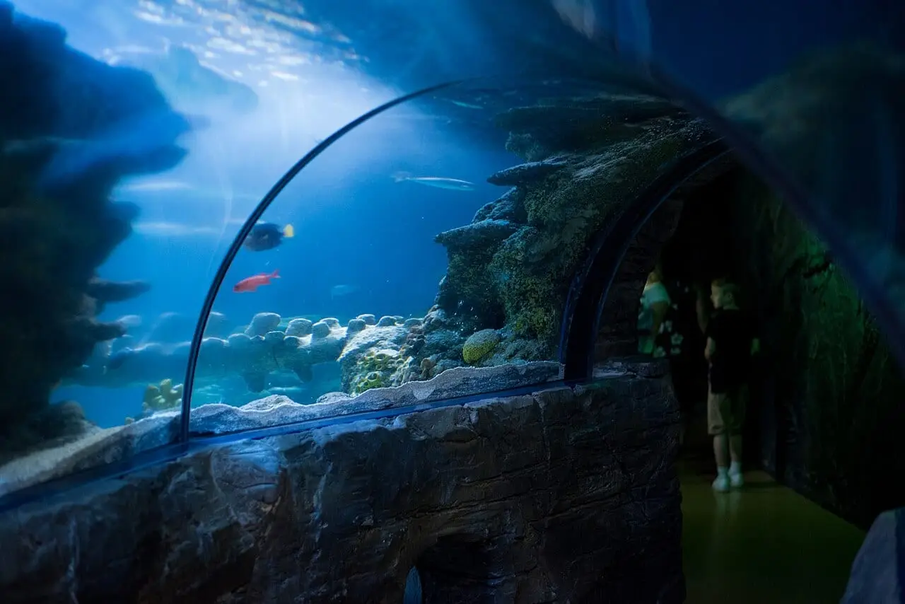 An underwater tunnel at SEA LIFE London Aquarium