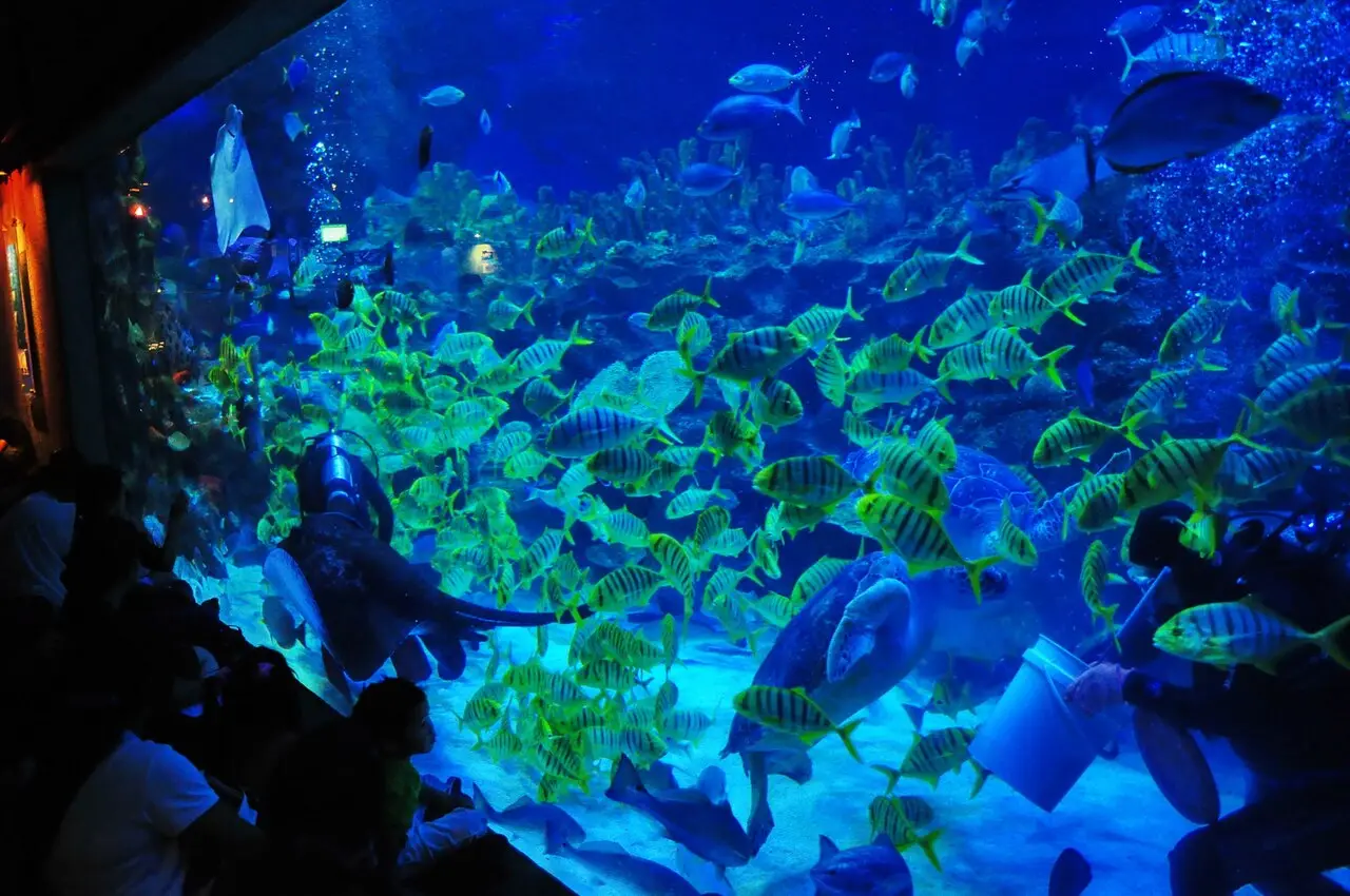 A shoal of fish in the big tank