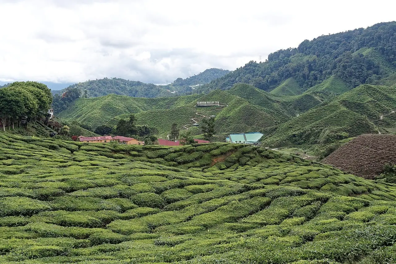 Rolling tea fields of the Cameron Highlands