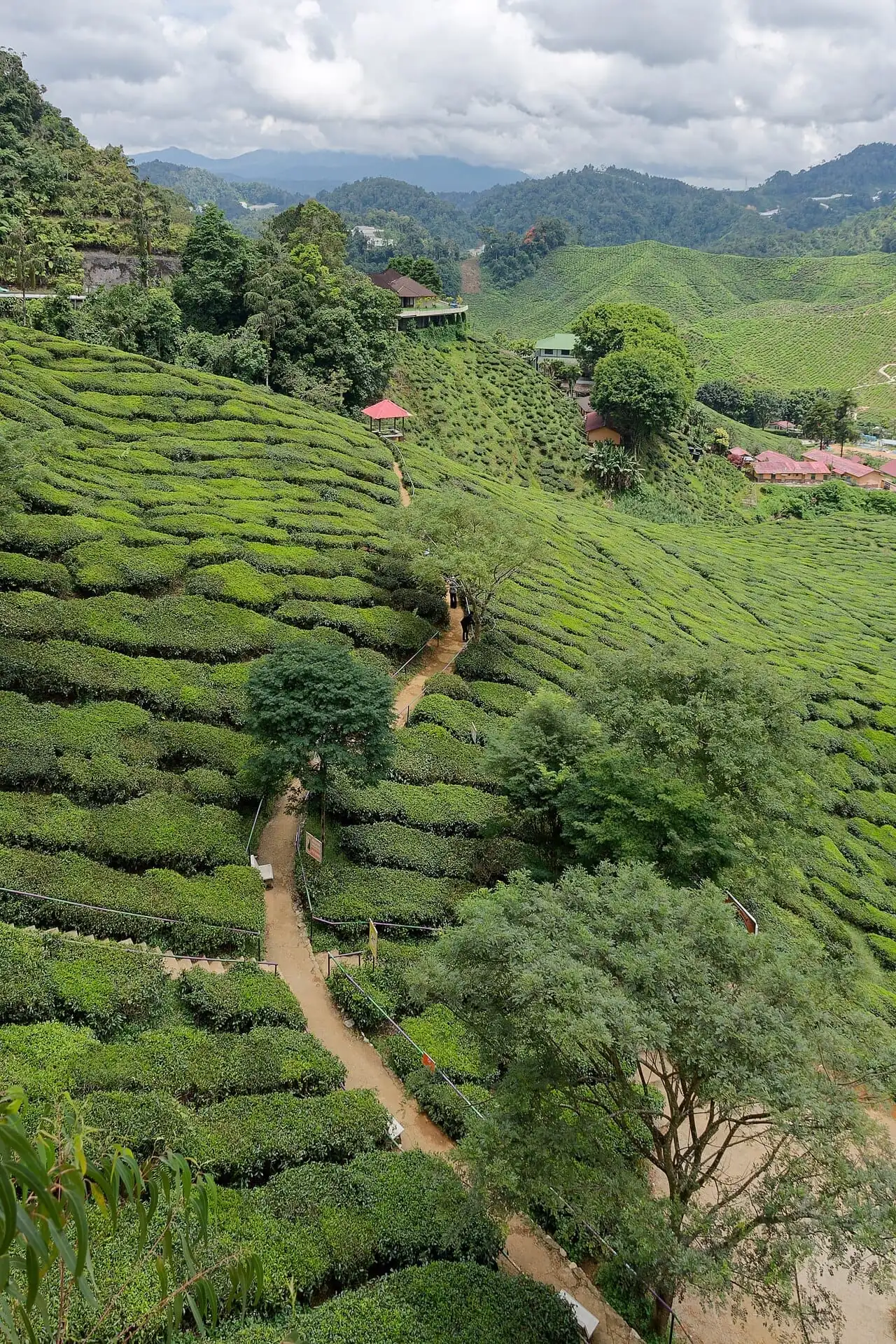 Paths winding through a tea plantation
