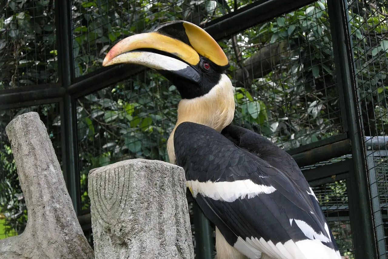 A great hornbill at KL Bird Park