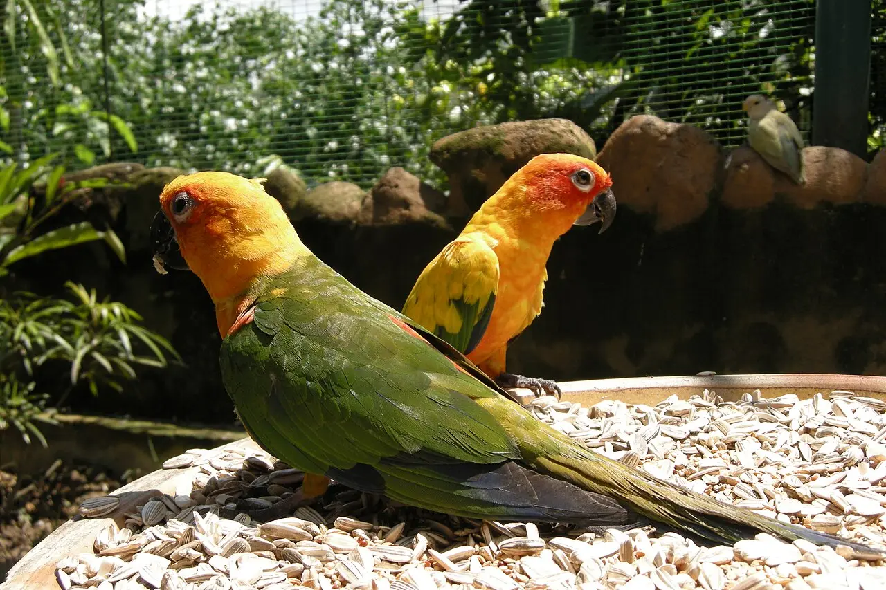 Sun conures perched together