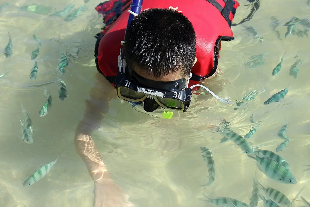 Snorkelling with fish in the marine park