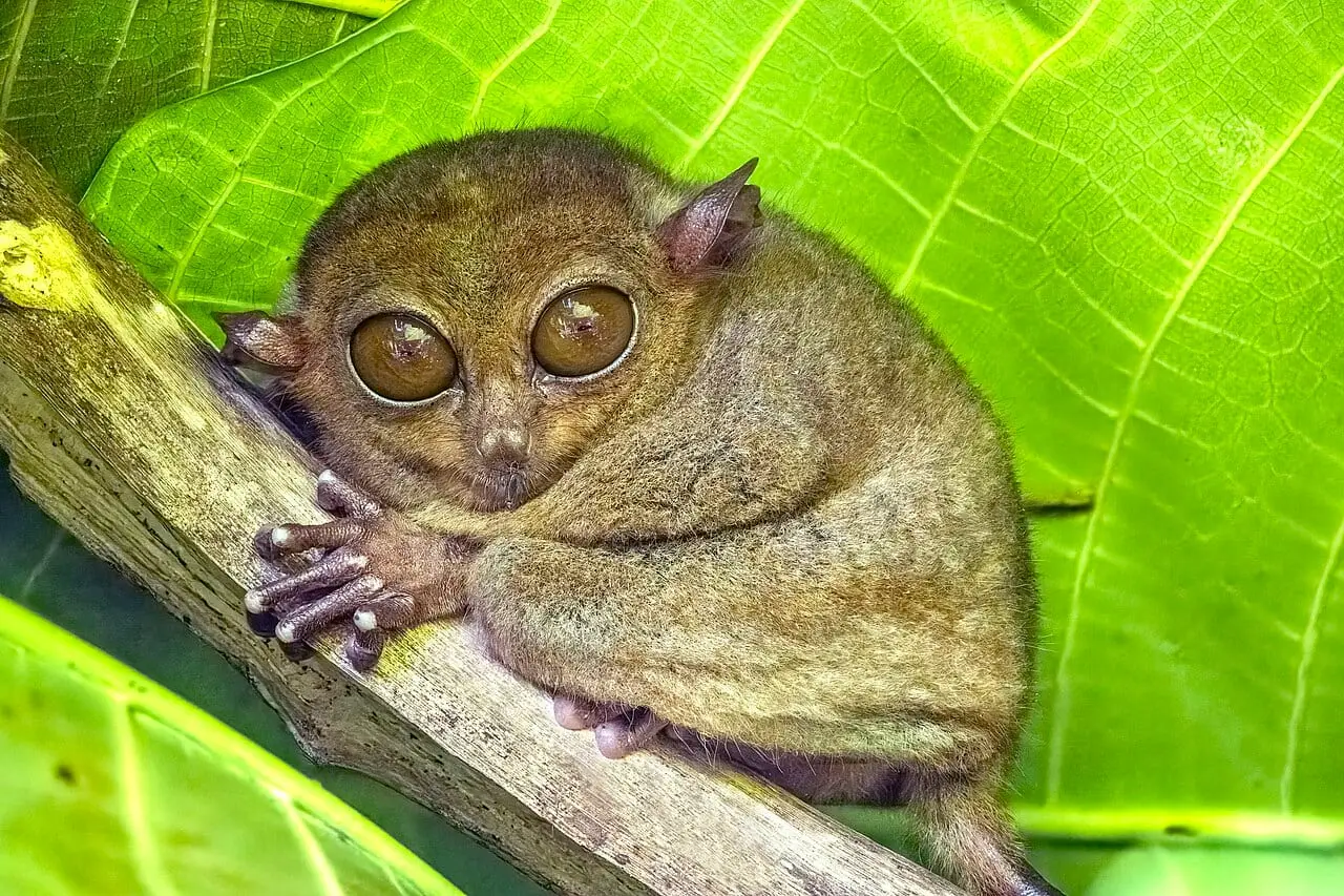 A Philippine tarsier in Bohol