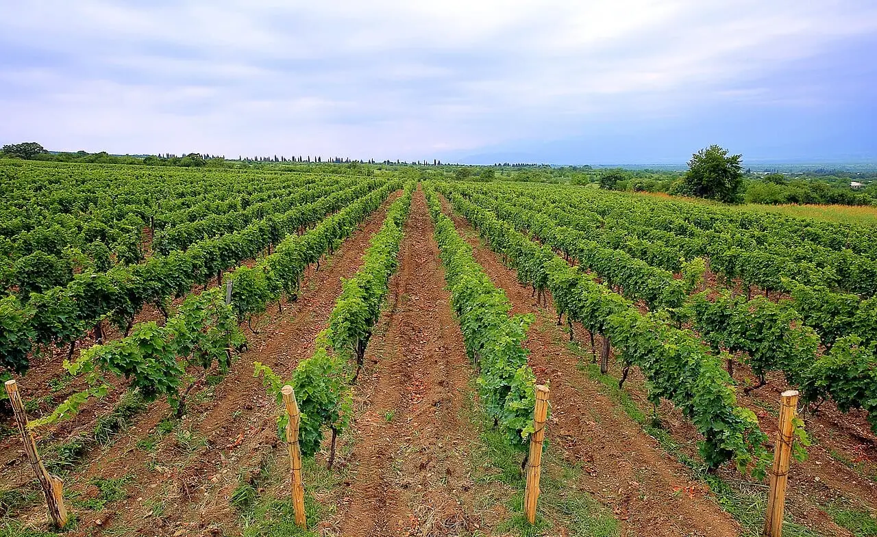 Vineyards in the Kakheti wine region