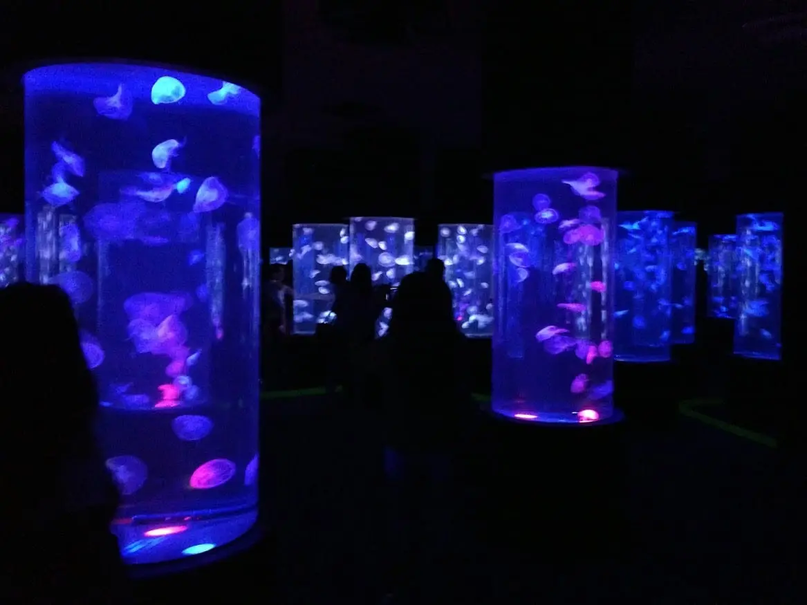 The jellyfish gallery at Manila Ocean Park