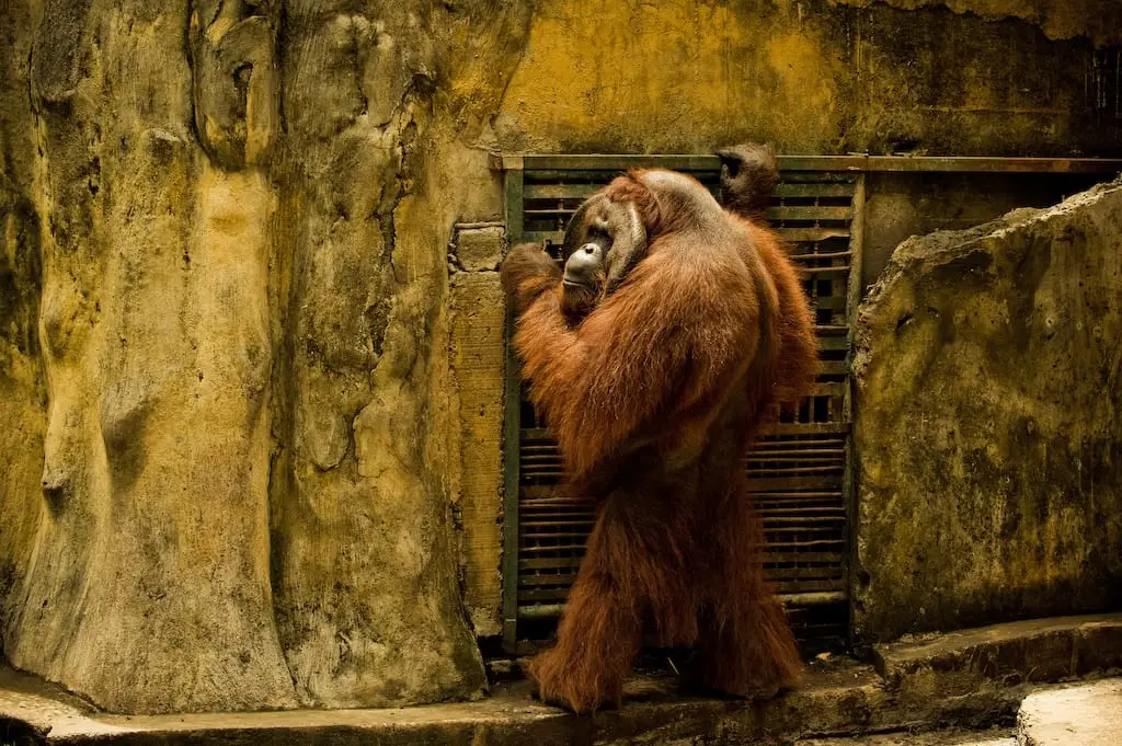 An orangutan at Bali Zoo