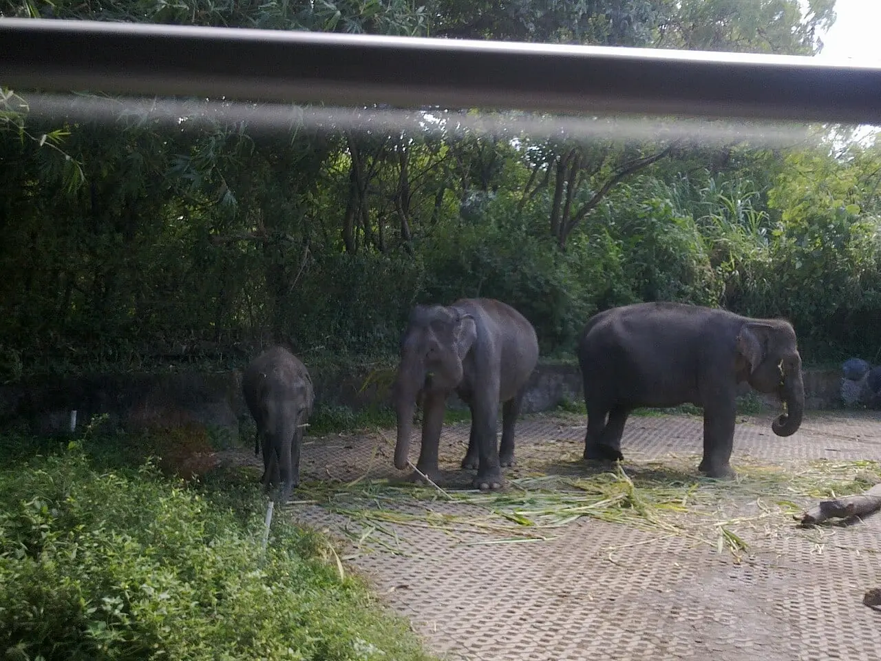Elephants at Bali Zoo