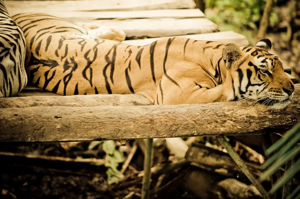 A Sumatran tiger resting at Bali Zoo