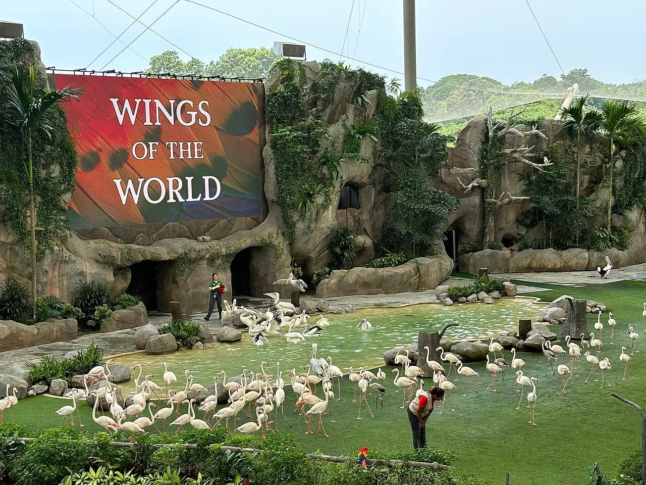 The Wings of the World show at Bird Paradise